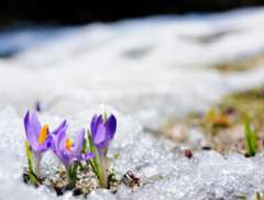 Wildflowers from Winter: My Story